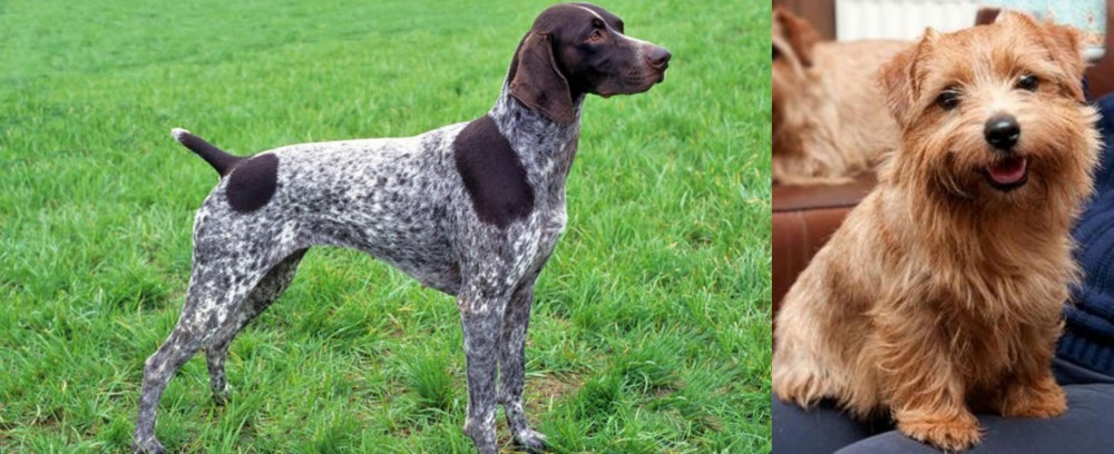 Norfolk Terrier vs German Shorthaired Pointer - Breed Comparison