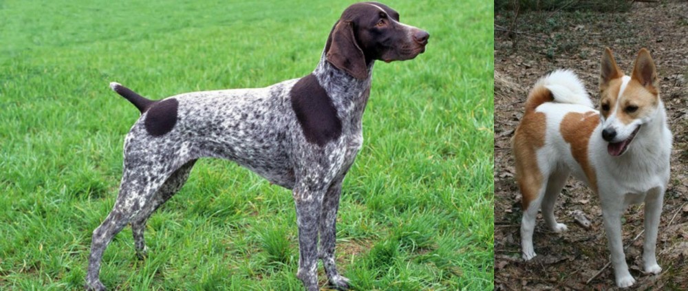 Norrbottenspets vs German Shorthaired Pointer - Breed Comparison