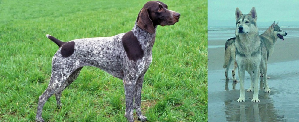 Northern Inuit Dog vs German Shorthaired Pointer - Breed Comparison