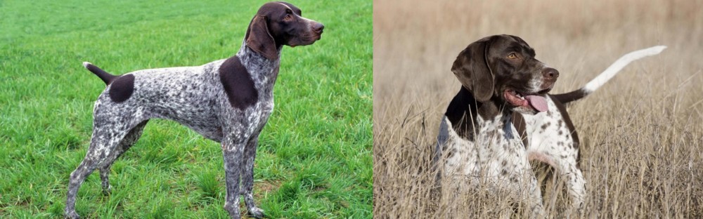 Old Danish Pointer vs German Shorthaired Pointer - Breed Comparison