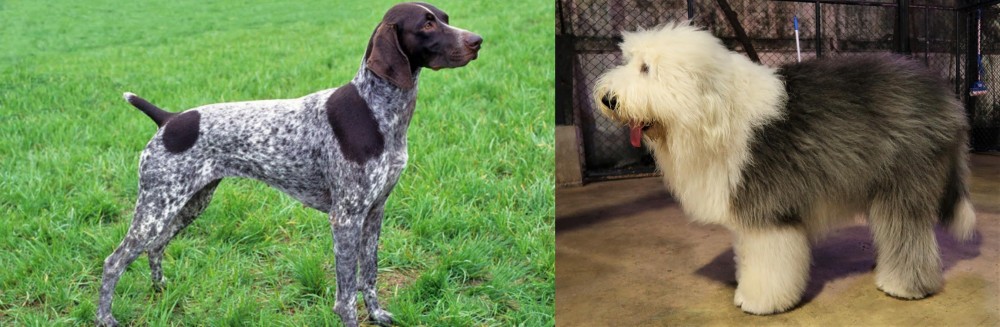Old English Sheepdog vs German Shorthaired Pointer - Breed Comparison