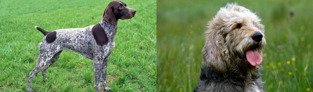 Otterhound vs German Shorthaired Pointer - Breed Comparison