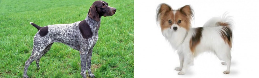 Papillon vs German Shorthaired Pointer - Breed Comparison