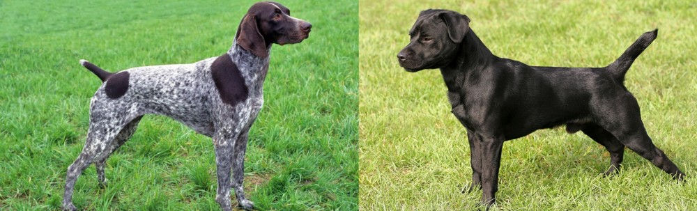 Patterdale Terrier vs German Shorthaired Pointer - Breed Comparison