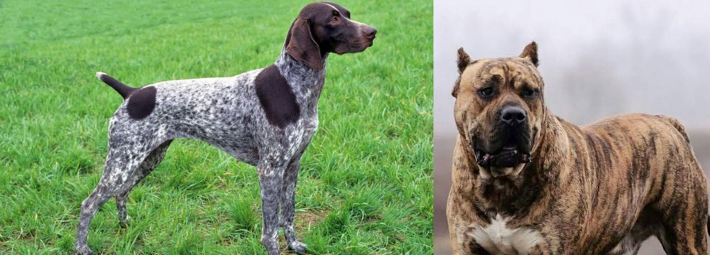 Perro de Presa Canario vs German Shorthaired Pointer - Breed Comparison