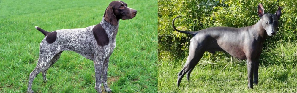 Peruvian Hairless vs German Shorthaired Pointer - Breed Comparison