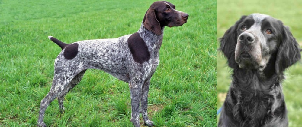 Picardy Spaniel vs German Shorthaired Pointer - Breed Comparison