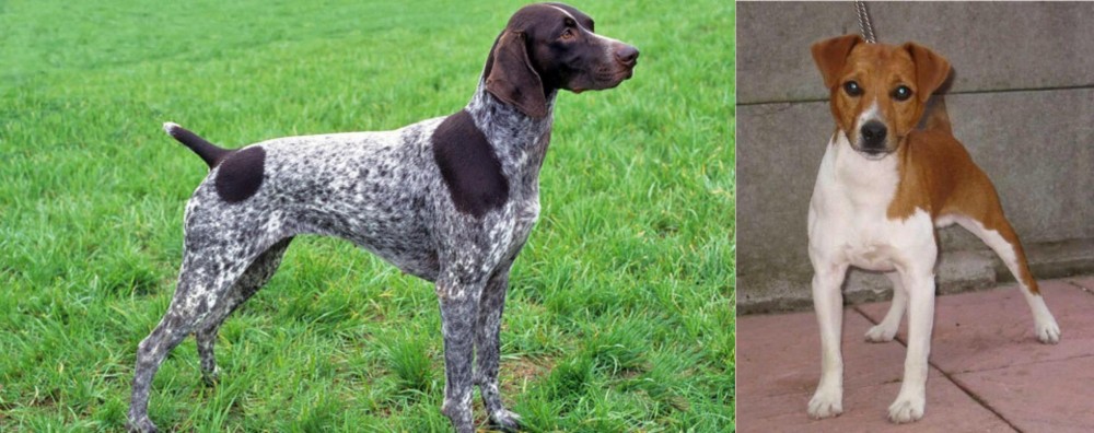 Plummer Terrier vs German Shorthaired Pointer - Breed Comparison