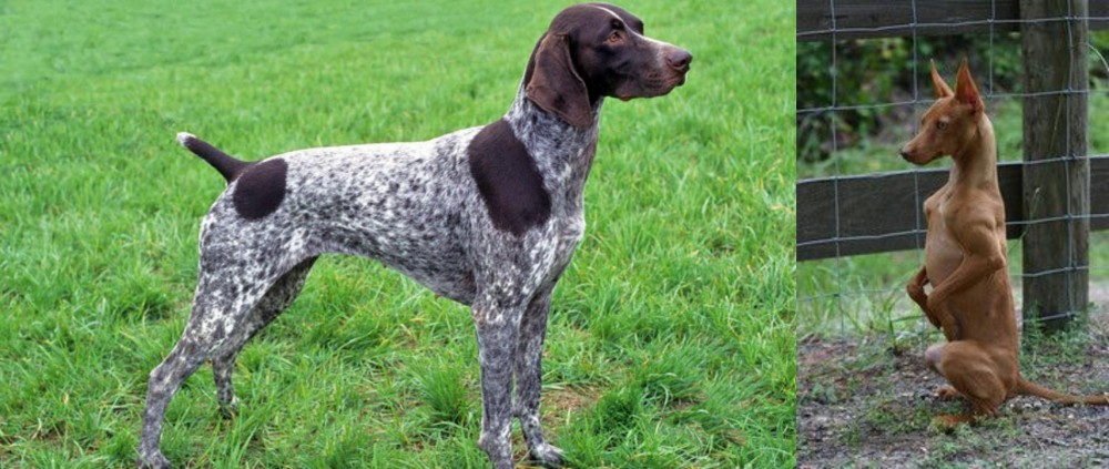 Podenco Andaluz vs German Shorthaired Pointer - Breed Comparison