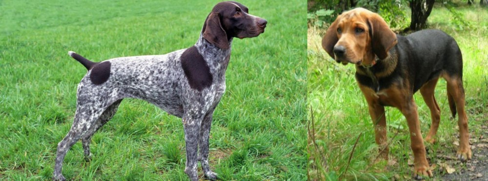 Polish Hound vs German Shorthaired Pointer - Breed Comparison