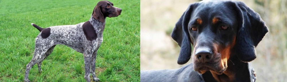 Polish Hunting Dog vs German Shorthaired Pointer - Breed Comparison