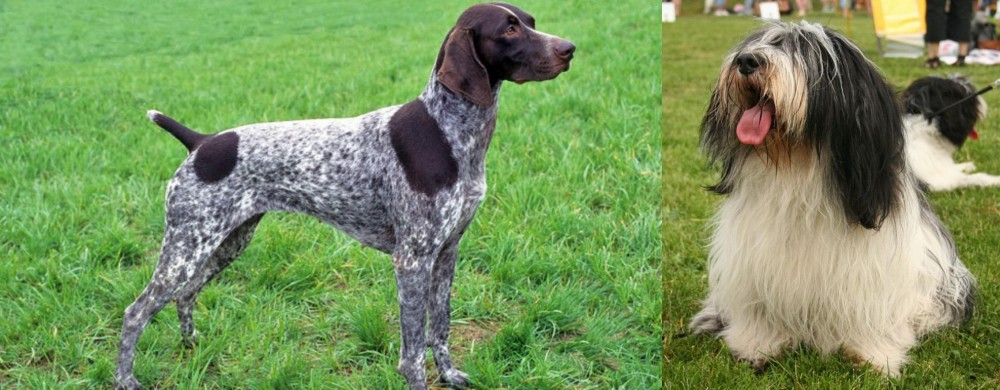 Polish Lowland Sheepdog vs German Shorthaired Pointer - Breed Comparison