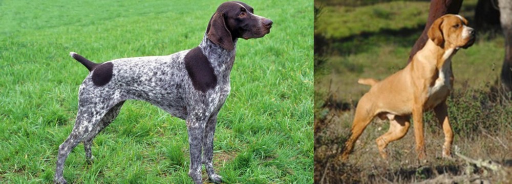 Portuguese Pointer vs German Shorthaired Pointer - Breed Comparison