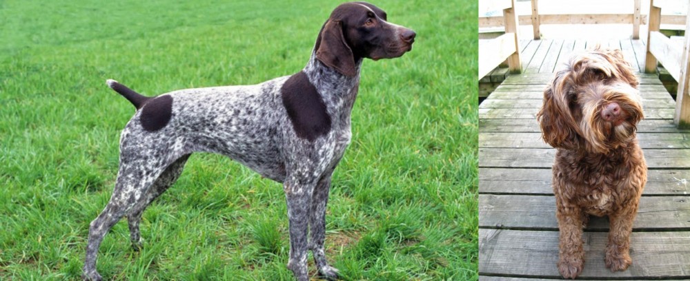 Portuguese Water Dog vs German Shorthaired Pointer - Breed Comparison