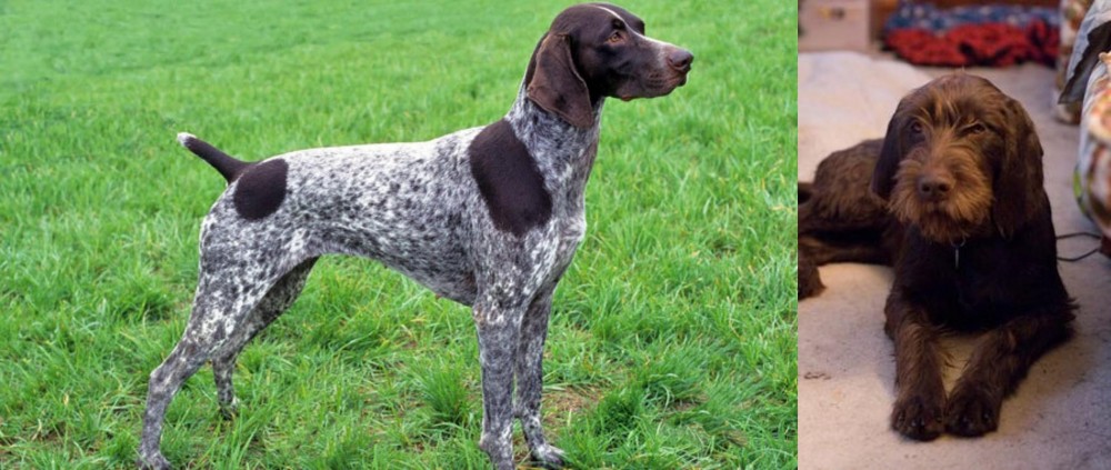 Pudelpointer vs German Shorthaired Pointer - Breed Comparison