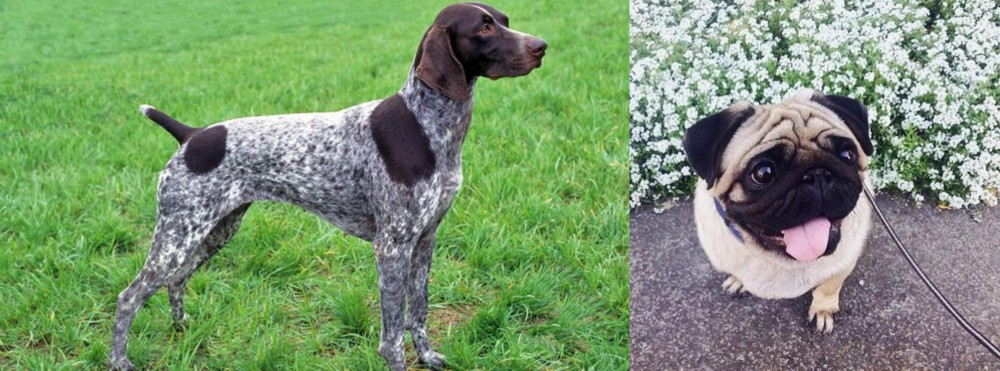 Pug vs German Shorthaired Pointer - Breed Comparison