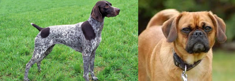 Pugalier vs German Shorthaired Pointer - Breed Comparison