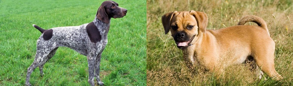 Puggle vs German Shorthaired Pointer - Breed Comparison
