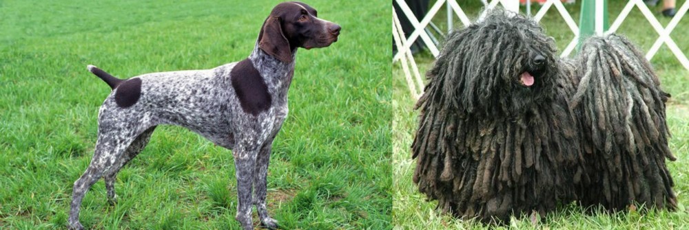 Puli vs German Shorthaired Pointer - Breed Comparison