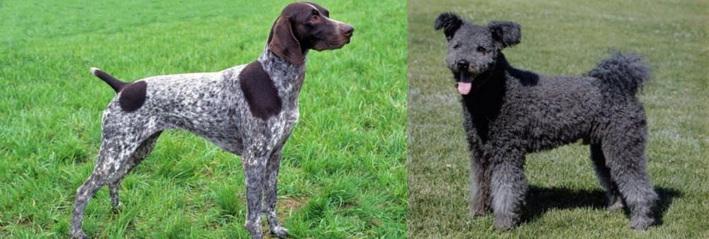 Pumi vs German Shorthaired Pointer - Breed Comparison