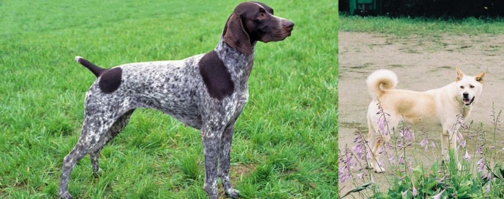 Pungsan Dog vs German Shorthaired Pointer - Breed Comparison