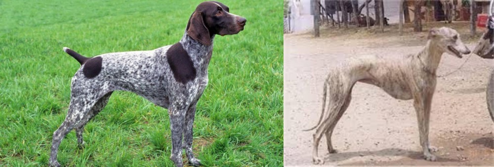 Rampur Greyhound vs German Shorthaired Pointer - Breed Comparison