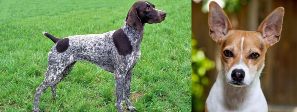 Rat Terrier vs German Shorthaired Pointer - Breed Comparison