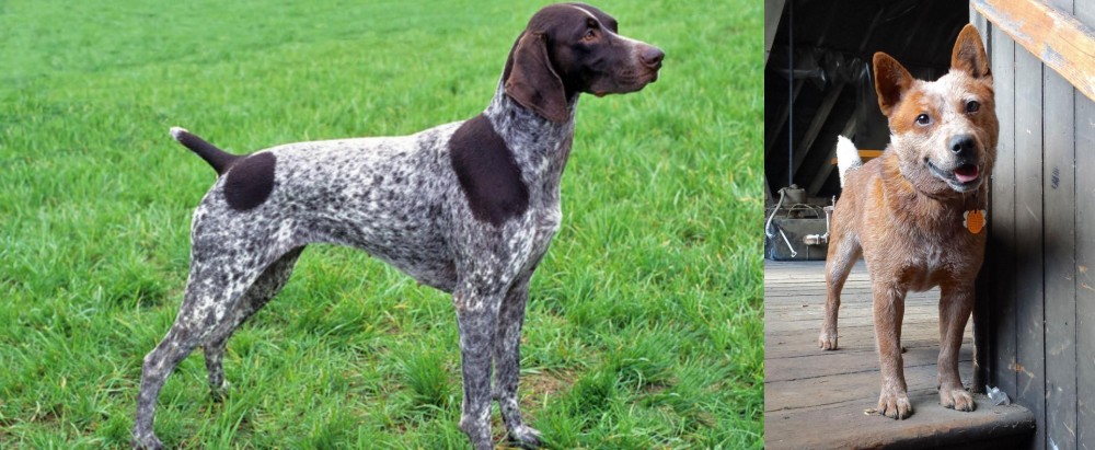 Red Heeler vs German Shorthaired Pointer - Breed Comparison
