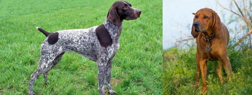 Redbone Coonhound vs German Shorthaired Pointer - Breed Comparison