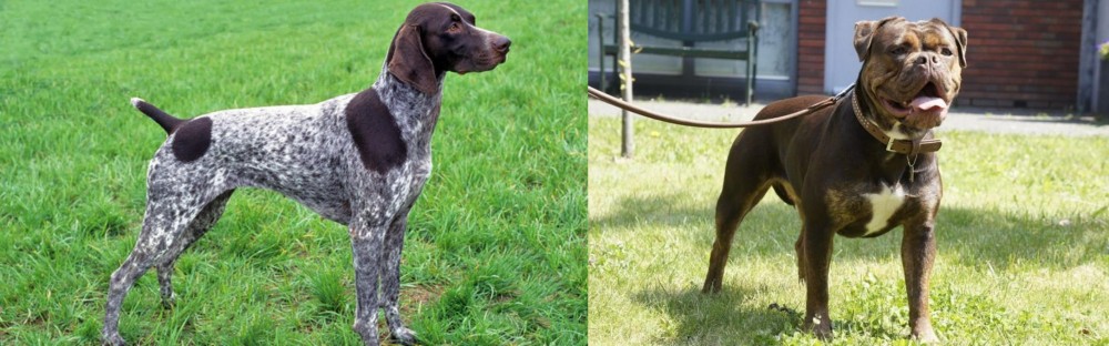 Renascence Bulldogge vs German Shorthaired Pointer - Breed Comparison