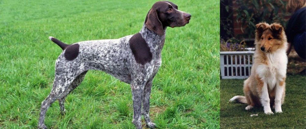Rough Collie vs German Shorthaired Pointer - Breed Comparison