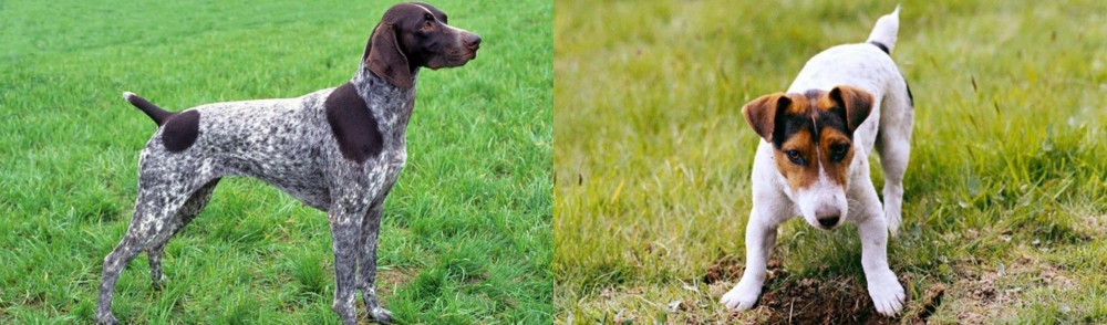 Russell Terrier vs German Shorthaired Pointer - Breed Comparison