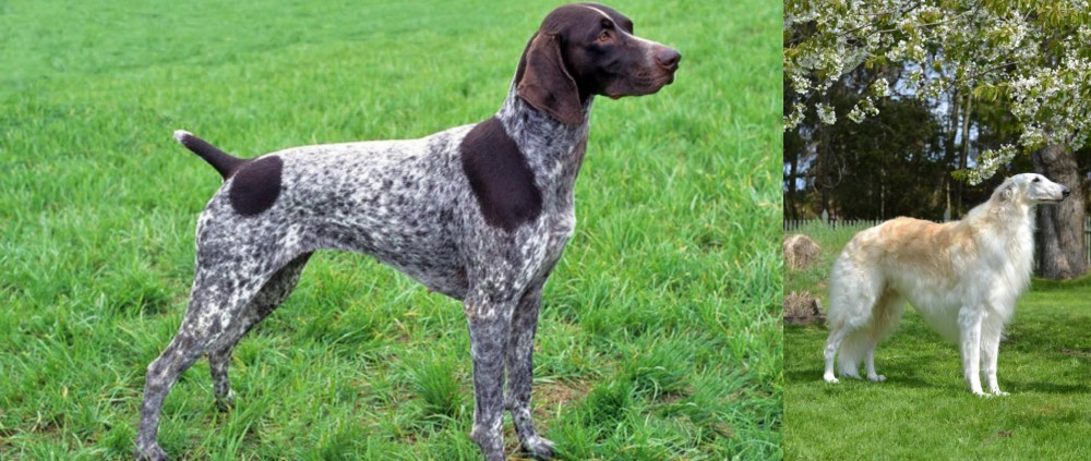 Russian Hound vs German Shorthaired Pointer - Breed Comparison