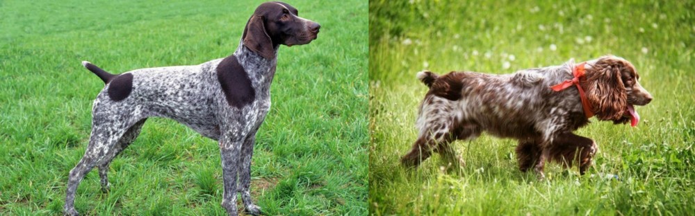 Russian Spaniel vs German Shorthaired Pointer - Breed Comparison