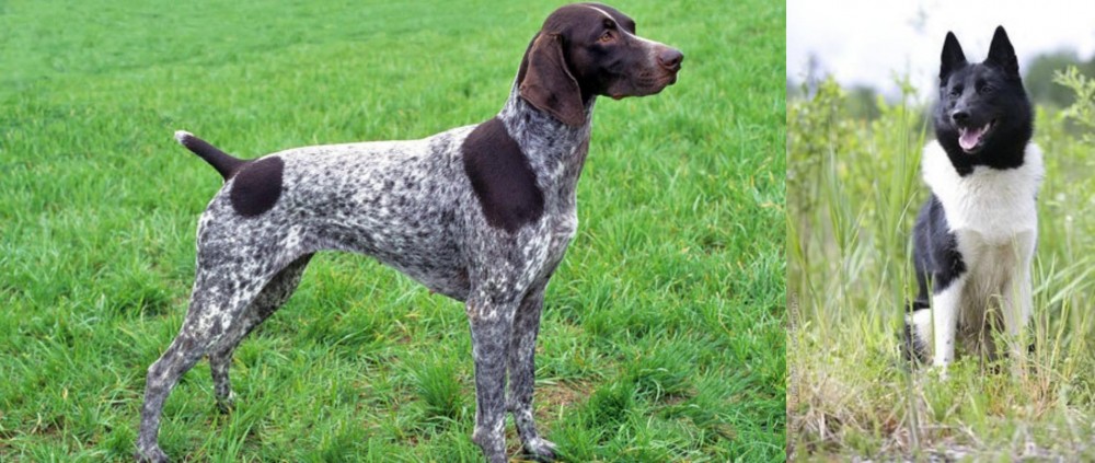 Russo-European Laika vs German Shorthaired Pointer - Breed Comparison
