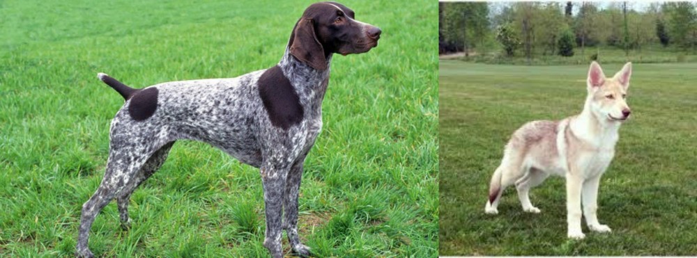 Saarlooswolfhond vs German Shorthaired Pointer - Breed Comparison