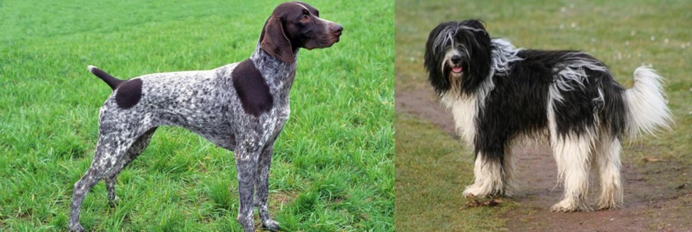 Schapendoes vs German Shorthaired Pointer - Breed Comparison