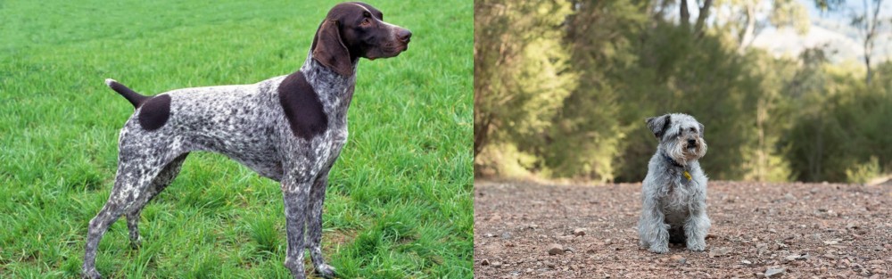 Schnoodle vs German Shorthaired Pointer - Breed Comparison