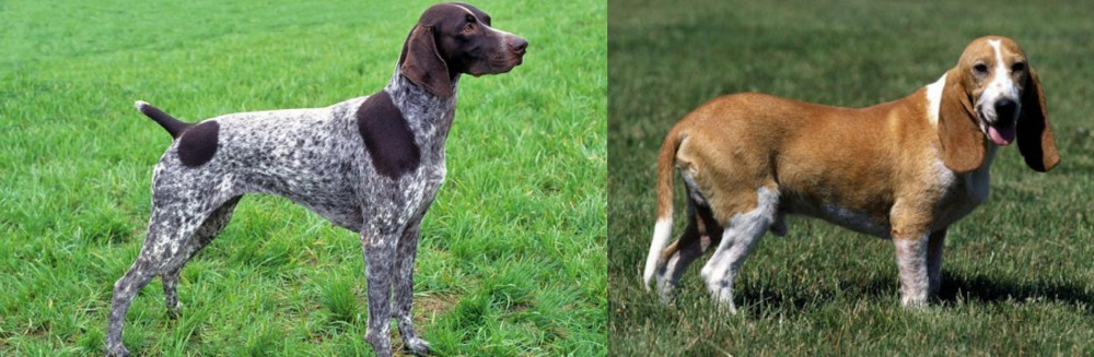 Schweizer Niederlaufhund vs German Shorthaired Pointer - Breed Comparison