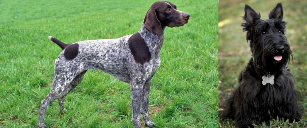 Scoland Terrier vs German Shorthaired Pointer - Breed Comparison
