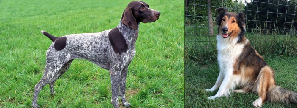 Scotch Collie vs German Shorthaired Pointer - Breed Comparison