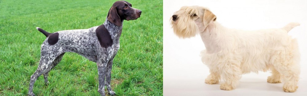 Sealyham Terrier vs German Shorthaired Pointer - Breed Comparison