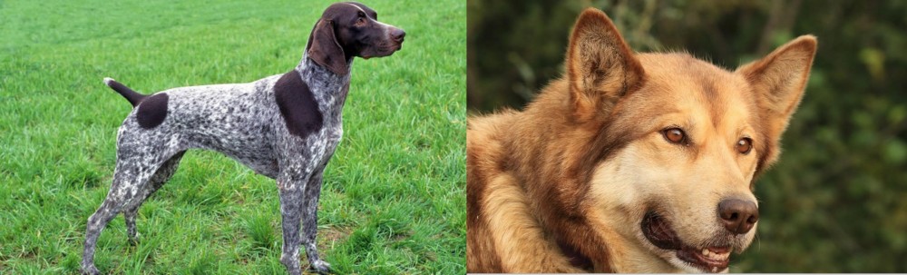 Seppala Siberian Sleddog vs German Shorthaired Pointer - Breed Comparison