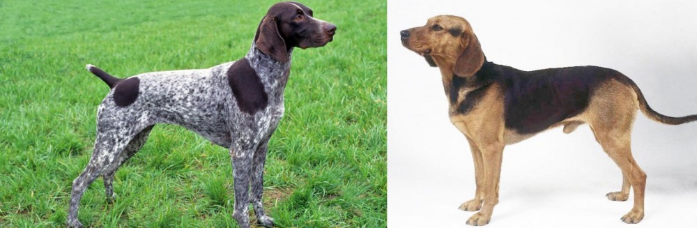 Serbian Hound vs German Shorthaired Pointer - Breed Comparison