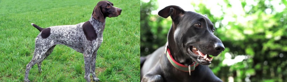 Shepard Labrador vs German Shorthaired Pointer - Breed Comparison
