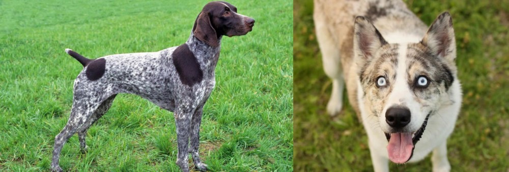 Shepherd Husky vs German Shorthaired Pointer - Breed Comparison