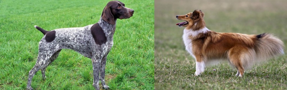 Shetland Sheepdog vs German Shorthaired Pointer - Breed Comparison