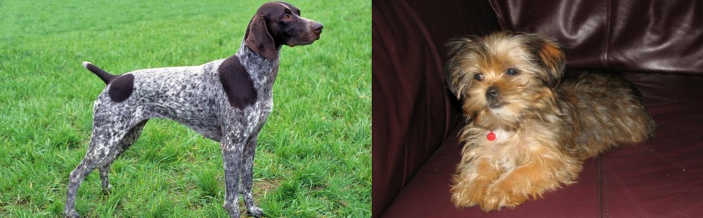 Shorkie vs German Shorthaired Pointer - Breed Comparison