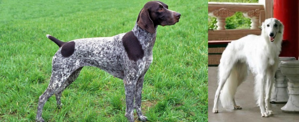 Silken Windhound vs German Shorthaired Pointer - Breed Comparison