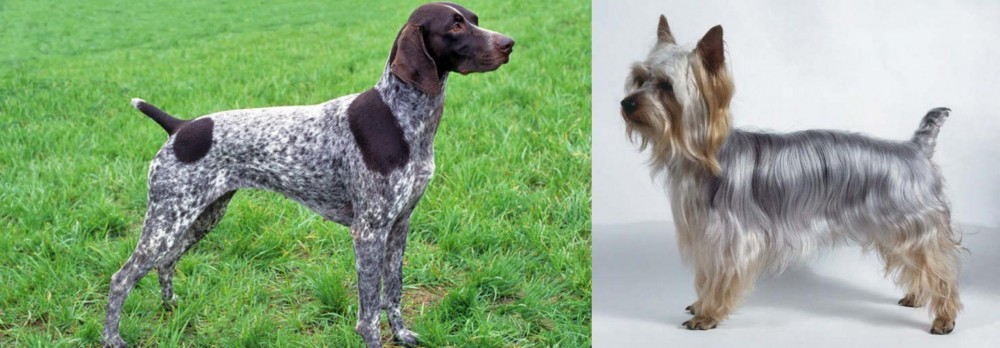Silky Terrier vs German Shorthaired Pointer - Breed Comparison
